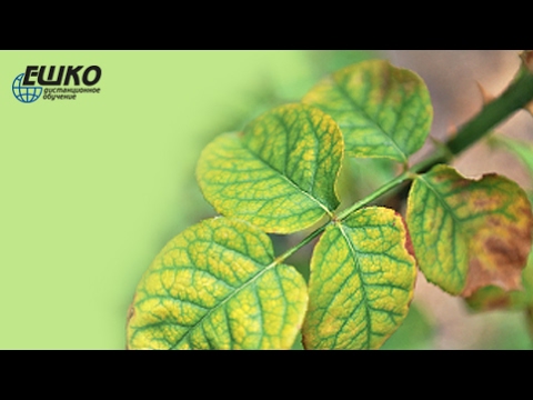 Видео: Визуальные признаки недостатка и избытка питательных элементов у растений...