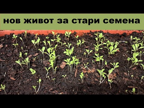 Видео: Метод за бързо и сигурно покълване на стари и/или дребни семена