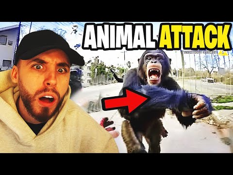 Видео: Когда храбрые копы сражались с опасными животными