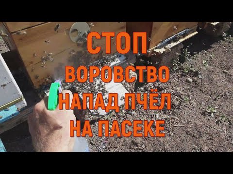 Видео: Как остановить пчелиное воровство на пасеке осенью