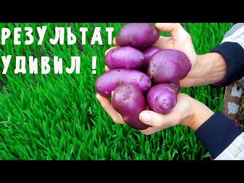 Видео: Результат - Картошка ПРОТИВ ФИТОФТОРЫ в высокой гряде #3