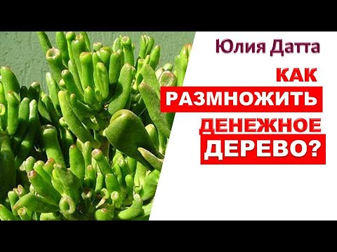 Видео: Размножение суккулентов черенками. Быстро и надёжно. На примере Крассула (толстянка) денежное дерево