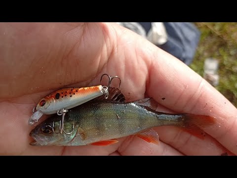 Видео: Вечірній окунь, після спеки.  Gamakatsu Luxxe Yoihime Hana S69FL-Solid