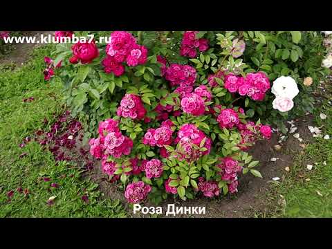 Видео: Розы - проверенные чемпионы по обильности цветения!