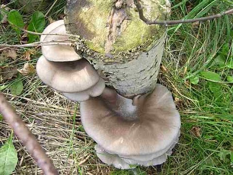 Видео: Выращивание Грибов 🌷 Грибы Вешенки в огороде.на пнях. В Видео Урожай грибов август-сентябрь 2016