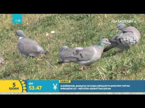 Видео: Көгершін туралы қызықты деректер