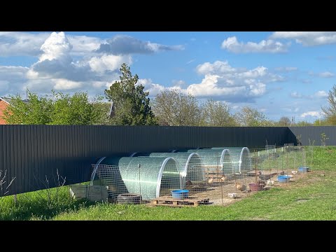 Видео: Мечта сбылась! Купила руанских утят!