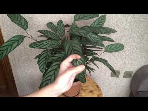 Видео: Что нужно знать, покупая ктенанту🪴