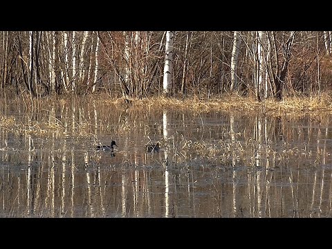 Видео: Открытие охоты, весна 2023 mp4