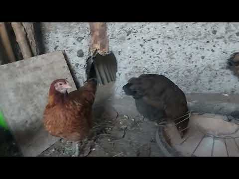 Видео: Тауык туды.
