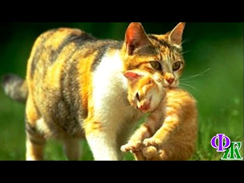 Видео: «Не надо было есть это мясо! Адская боль в животе!» - поняла КОШКА и спешила отдать котят людям