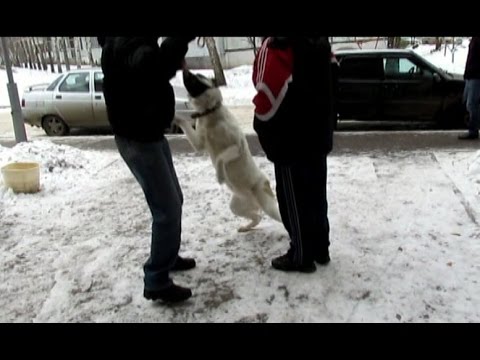 Видео: Агрессивный Алабай Альба(Агрессия на гостей,  на  прохожих)