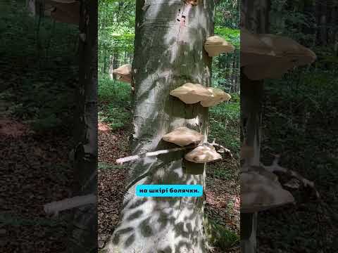 Видео: З якого дива?