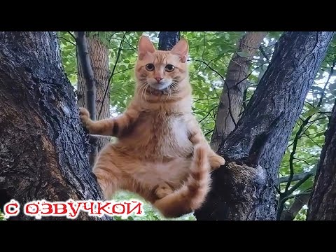 Видео: Приколы с котами! С ОЗВУЧКОЙ! Смешные коты! САМЫЕ СМЕШНЫЕ ЖИВОТНЫЕ! РЖАКА!