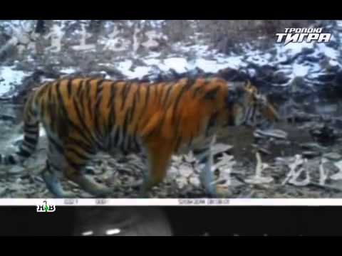 Видео: ТРОПОЮ ТИГРА  (2015) Документальный фильм 26.07.2015