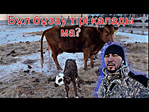 Видео: Жетім бұзауды қалай өсіреді? | Қыста сиыр туса не істейміз?