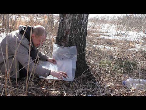 Видео: Как собрать березовый сок? Дедовский способ. Быстро и много.