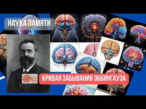 Видео: #30Наукапамяти Кривая забывания Эббингауза