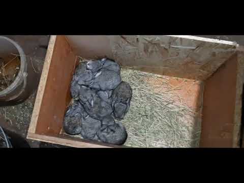 Видео: Разведение кроликов Советская ШИНШИЛЛА. Первая замена подстилки у крольчат.Очень активные крольчата.