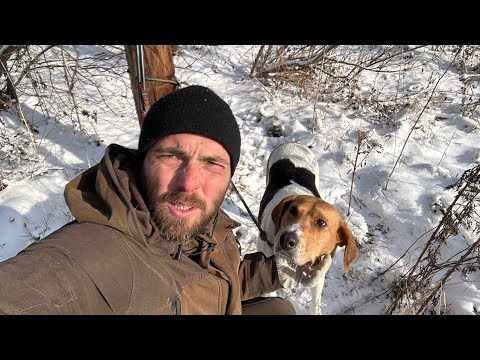 Видео: ОХОТА С ГОНЧИМИ! ПОГОНЯЛИ ЗАЙЧИКА…