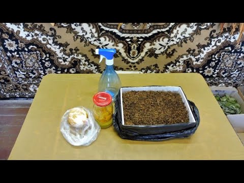 Видео: Табак + Апельсин , Ароматизация от Василича.