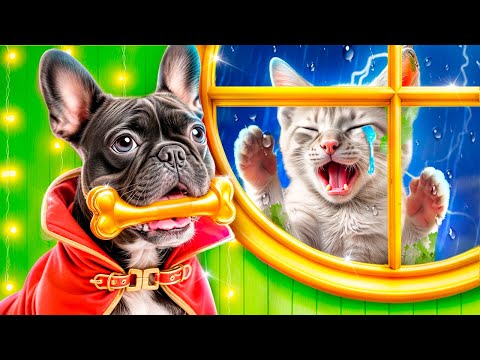 Видео: Мы построили секретную комнату для животных! Богатая собака vs бедная кошка!