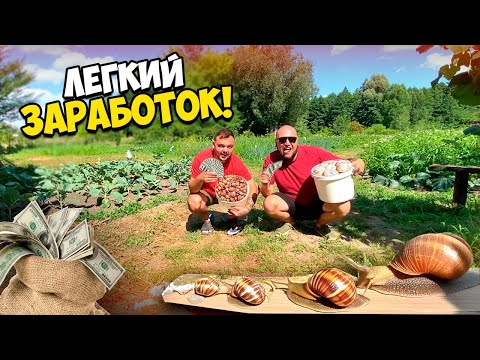 Видео: СКОЛЬКО МОЖНО ЗАРАБОТАТЬ СОБИРАЯ УЛИТОК?!