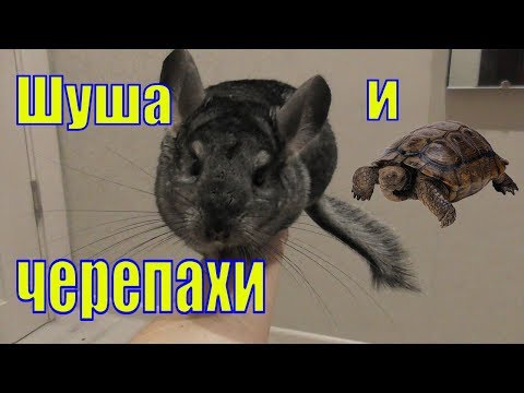 Видео: Знакомство шиншиллы и черепах/ Черепахи на прогулке /Елена и Зверята