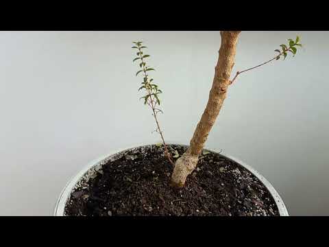 Видео: Мирт на підвіконні