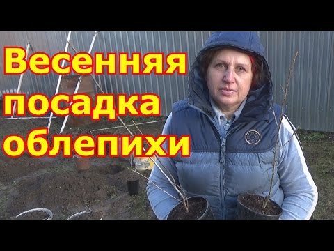 Видео: Весенняя посадка облепихи.  Как отличить мужскую облепиху от женской