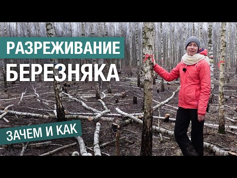 Видео: Зачем разреживать лес и как это делать: рубка ухода в березовом лесу