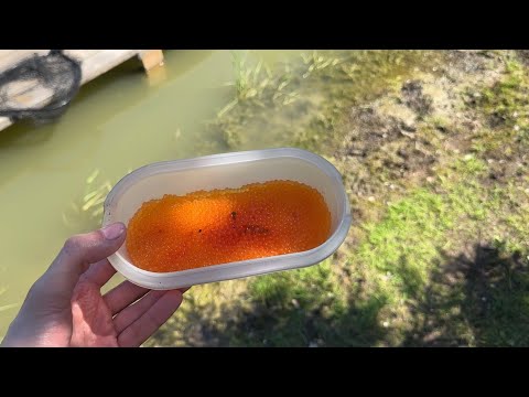 Видео: Раздача ИКРЫ на платнике в Лепсари 24.05.24