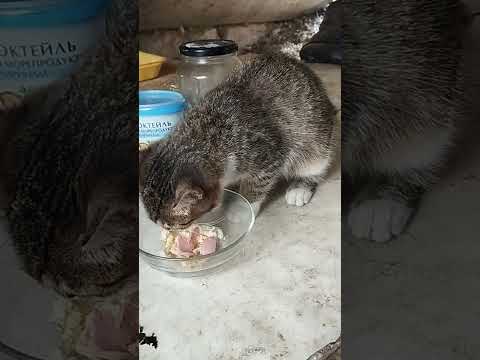 Видео: Когда нечего есть, манная каша - тоже еда!!!👍😺😽🐱