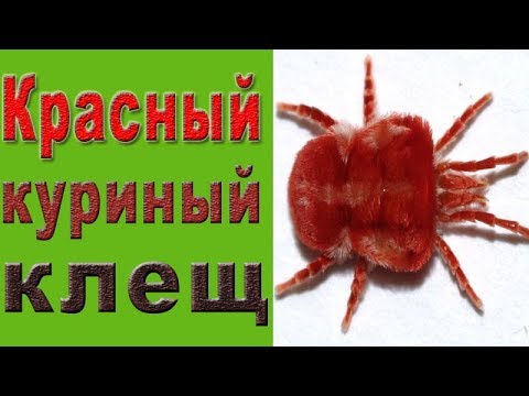 Видео: Клещи у кур.  Красный куриный клещ.