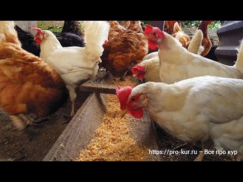 Видео: Ферментированное зерно - Самое полезный и экономный корм для кур.