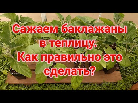 Видео: Сажаем баклажаны в теплицу  Как правильно это сделать