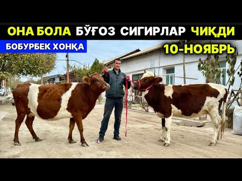 Видео: ОНА БОЛА СУТДОР СИГИРЛАР АРЗОНЛАРИ БОБУРБЕК ХОНҚА 10-ноября 2025 г.