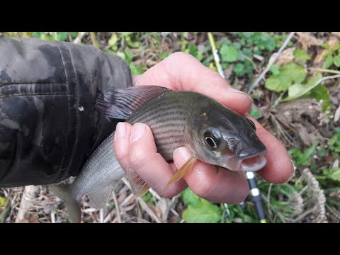 Видео: Ловля Хариуса на микро речке.   2020.