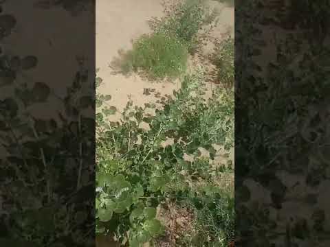 Видео: Развертка на оккурай