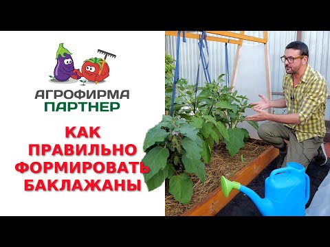 Видео: КАК ПРАВИЛЬНО ФОРМИРОВАТЬ БАКЛАЖАНЫ