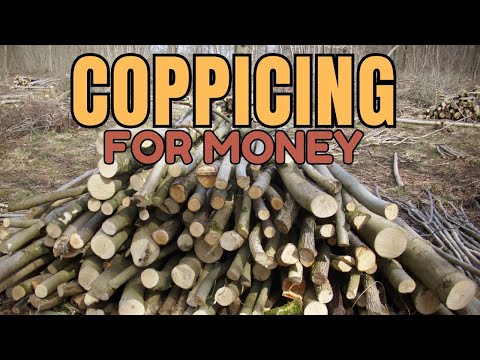 Видео: Создание экономики древостоя