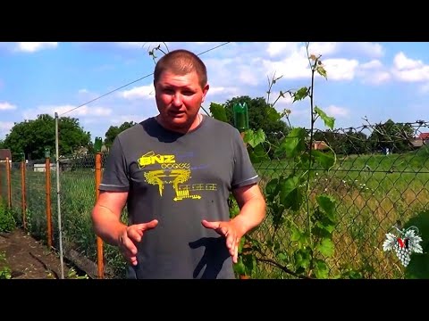 Видео: УВЯДАНИЕ ЗЕЛЁНЫХ ПОБЕГОВ Винограда / Почему ЭТО ПРОИСХОДИТ? Что с ЭТИМ ДЕЛАТЬ?