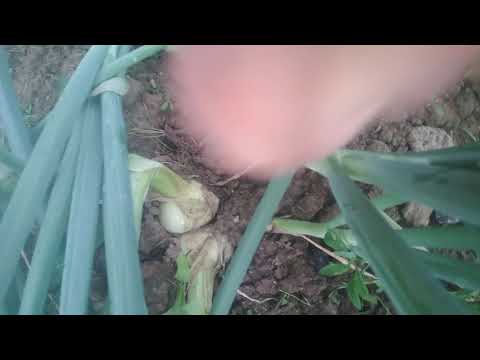 Видео: Лук через рассаду. Приглашаю поддержать эксперимент.