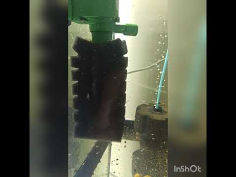 Видео: Тернеция Глофиш,от икринки к взрослой рыбе. Часть 2