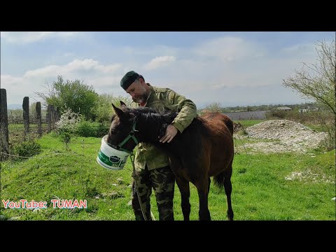 Видео: Лахиб и Арифа,Чем глистовал от паразитов .жеребец лошадь,туман.