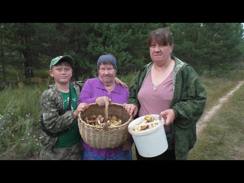 Видео: ПО ГРИБЫ В ЛЕС ВСЕЙ СЕМЬЁЙ! Бабушка показывает как надо собирать грибы!