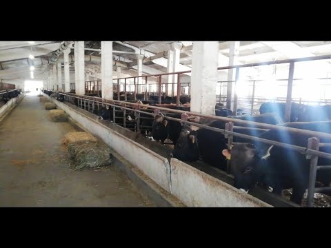 Видео: Коруп😱оозум ачылды😮.кашар толо🐂БУКА. Бишкек, Ивановка айылы
