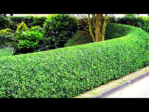 Видео: Эстетика зеленого дома: идеи дизайна забора для уединения | Лучшие растения для зеленой стены, жи...