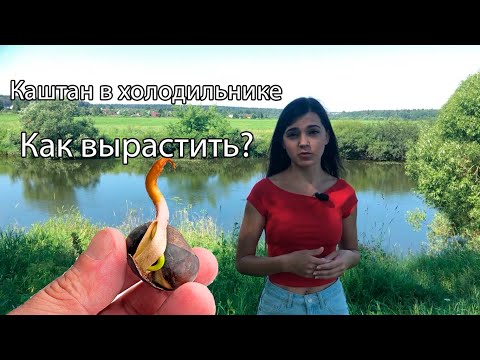 Видео: Как вырастить каштан из плода?