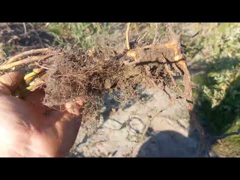 Видео: Чому сохне малина? Збір малини. Ділянка за селом.